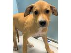 Adopt LINGUINE a Tan/Yellow/Fawn Hound (Unknown Type) / Mixed dog in San