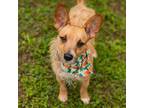 Adopt Tito a Tan/Yellow/Fawn Australian Terrier / Mixed dog in Waco