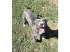 Adopt Honey Bun a Gray/Blue/Silver/Salt & Pepper American Pit Bull Terrier /