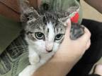 Adopt Lorax a Tan or Fawn Tabby Domestic Shorthair (short coat) cat in Brandon