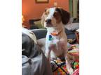 Adopt OH/Sammy a Brown/Chocolate - with White Brittany / Beagle / Mixed dog in