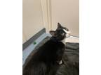 Adopt Missy a All Black Domestic Shorthair / Domestic Shorthair / Mixed cat in