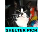 Adopt Eunice a All Black Domestic Shorthair / Domestic Shorthair / Mixed cat in