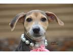 Adopt Baby Alice a Tan/Yellow/Fawn - with Black Beagle / Dachshund / Mixed dog