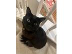 Adopt kiko a Black (Mostly) Bombay / Mixed (medium coat) cat in San Marcos