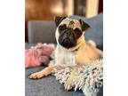 Adopt Frannie a Tan/Yellow/Fawn Pug / Mixed dog in Los Angeles, CA (39094339)