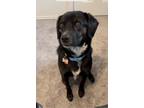 Adopt Lexi a Black - with White Labrador Retriever / Beagle / Mixed dog in