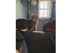 Adopt Apple & Sage a Gray or Blue American Shorthair / Mixed (short coat) cat in