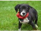 Adopt Baby Archie a Black - with White Border Collie / Dachshund / Mixed dog in