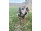 Adopt Betty a Black - with Tan, Yellow or Fawn Dachshund / Beagle dog in