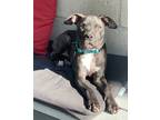 Adopt George a Black - with White American Staffordshire Terrier / Mixed dog in