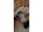Adopt Kitten a Calico or Dilute Calico Domestic Shorthair / Mixed (short coat)