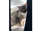 Adopt Nyx a Gray, Blue or Silver Tabby American Shorthair / Mixed (short coat)