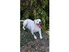 Adopt Penny a White American Pit Bull Terrier / Great Dane / Mixed dog in