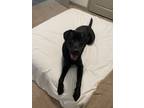 Adopt Gatsby a Black Labrador Retriever / Mixed dog in Antioch, TN (39092708)