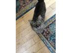 Adopt Lani a Brown Tabby Siberian / Mixed (long coat) cat in Portland