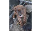 Adopt Jake a Brindle Boxer / Staffordshire Bull Terrier / Mixed dog in Norris
