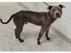 Adopt Vern a Gray/Blue/Silver/Salt & Pepper American Pit Bull Terrier / Mixed