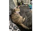 Adopt Rosie a Brown Tabby Bengal / Mixed (medium coat) cat in Burlington