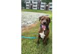 Adopt Rover a Brindle - with White Mountain Cur / Mixed dog in Nashville