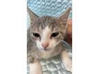 Adopt Cinder a Gray, Blue or Silver Tabby Domestic Shorthair (short coat) cat in