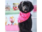 Adopt Maggie JuM a Black Flat-Coated Retriever / Mixed dog in Cincinnati