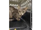 Adopt Barnacles a Gray or Blue Domestic Shorthair / Domestic Shorthair / Mixed