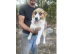 Adopt Bandi a Red/Golden/Orange/Chestnut - with White Corgi / Mixed dog in