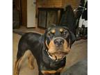Adopt Percy Jackson a Black - with Tan, Yellow or Fawn Rottweiler / Foxhound /