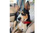 Adopt Fields a Tricolor (Tan/Brown & Black & White) Australian Shepherd /