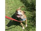 Adopt Diamond a Tan/Yellow/Fawn Pit Bull Terrier / Mixed dog in Sherman