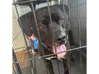 Adopt Jake a Black Pit Bull Terrier / Mixed dog in Sherman, NY (39093594)