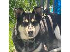 Adopt Balto a Black Husky / Labrador Retriever / Mixed dog in Sherman