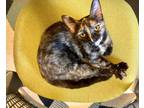 Adopt Sassafras a Tortoiseshell American Shorthair / Mixed (short coat) cat in