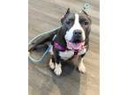 Adopt Panda a Black - with White American Staffordshire Terrier / Mixed dog in