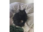 Adopt Lady a All Black Somali / Mixed (short coat) cat in Providence