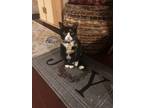 Adopt Cinnamon a Calico or Dilute Calico American Shorthair / Mixed (short coat)