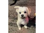 Adopt Snickers a White Pekingese / Poodle (Miniature) / Mixed dog in Jasper