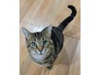 Adopt Gerald (23-207 C) a Gray, Blue or Silver Tabby Domestic Shorthair / Mixed