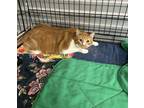 Adopt Junior a Orange or Red (Mostly) Domestic Shorthair cat in Cedartown