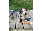Adopt Merle a White Australian Shepherd / Mixed dog in Elkhorn, WI (39093326)