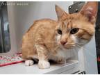 Adopt Flavor Wagon a Domestic Shorthair / Mixed cat in Topeka, KS (39093274)