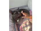 Adopt Smokey a Gray or Blue (Mostly) Russian Blue / Mixed (short coat) cat in