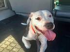 Adopt Ella a White - with Black Staffordshire Bull Terrier / Mixed dog in San