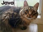 Adopt Java & Eshter a Tan or Fawn Tabby Domestic Shorthair (short coat) cat in