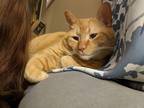 Adopt JJ a Orange or Red Tabby Tabby / Mixed (short coat) cat in Canton