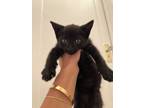 Adopt Lola a All Black Bombay (short coat) cat in New York, NY (39093171)