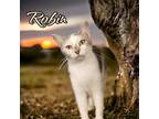 Adopt Robin a Domestic Shorthair / Mixed (short coat) cat in Springfield