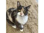 Adopt Sassy a White Domestic Shorthair / Domestic Shorthair / Mixed cat in