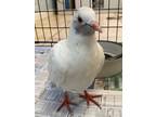 Adopt Kazooie a Pigeon bird in Fall River, MA (39093038)